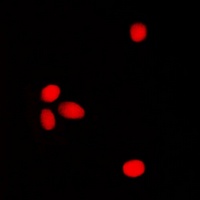 ELF1 antibody