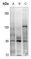 FGFR4 Antibody