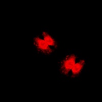 FOXO3 (Phospho-S253) antibody