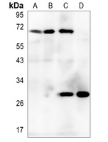 CD278 Rabbit Polyclonal Antibody