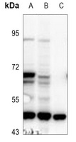 IFIT5 Antibody