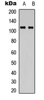 CD49c Rabbit Polyclonal Antibody