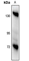 CD29 Antibody