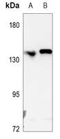 L1CAM Antibody