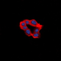 EDG2 Antibody