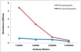Anti-TAK1 (Phospho-T187) Antibody