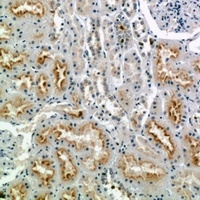 CD56 antibody