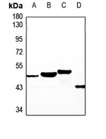 NT5C1A Antibody