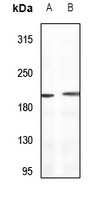 Sugen Kinase 269 Antibody
