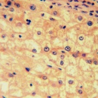 Prostaglandin E synthase 2 antibody