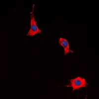 Prostaglandin E synthase 2 antibody