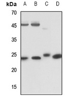 RAB5C Antibody