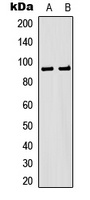 MSK1 Antibody