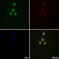 HSN1 antibody