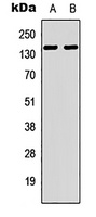 Tensin 2 Antibody