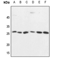 CD137 Antibody
