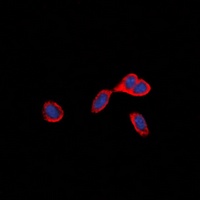 CD137 Antibody