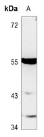 TTC23 Antibody
