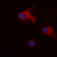 14-3-3 theta/tau (Phospho-S232) antibody