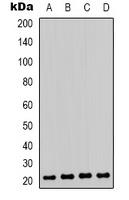 HP1 gamma (Phospho-S93) Rabbit Polyclonal Antibody