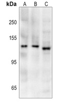 iNOS Antibody