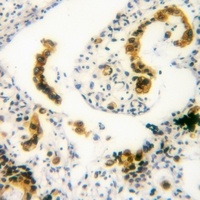 EGFR (phospho-S1026) antibody