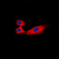 Anti-Rabphilin 3A Antibody