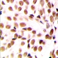 NFYB Antibody