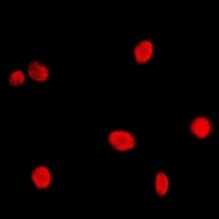 NCBP2 antibody