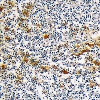 Anti-DOK6 Antibody