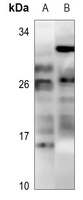 MOB3C Antibody