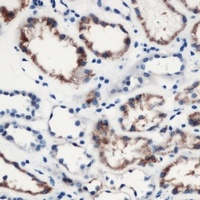 MOB3C antibody