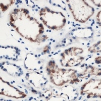 MOB3C Antibody