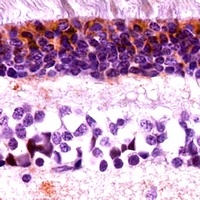 Anti-Cone Arrestin Antibody