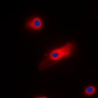 Anti-Cone Arrestin Antibody