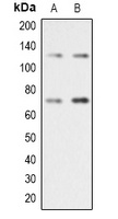 RAD21 Antibody