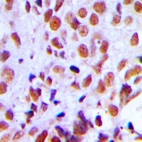 Anti-RAD21 Antibody