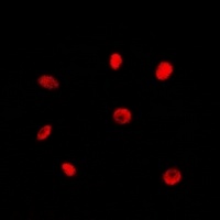 Anti-RAD21 Antibody