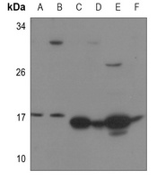 RPS13 Antibody