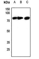 ACSS1 Antibody