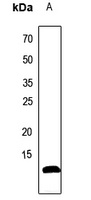 ATP5I Antibody
