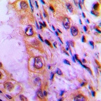ATP5I Antibody