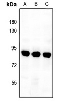 Complement C1S Antibody