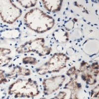 DMGDH antibody