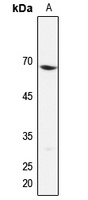 EIF3D Antibody