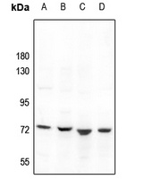 GBP4 Antibody