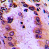 Anti-GBP4 Antibody