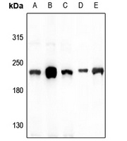Myosin 14 Rabbit Polyclonal Antibody
