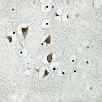 Anti-NXPH3 Antibody