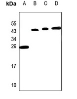 PP15 Antibody